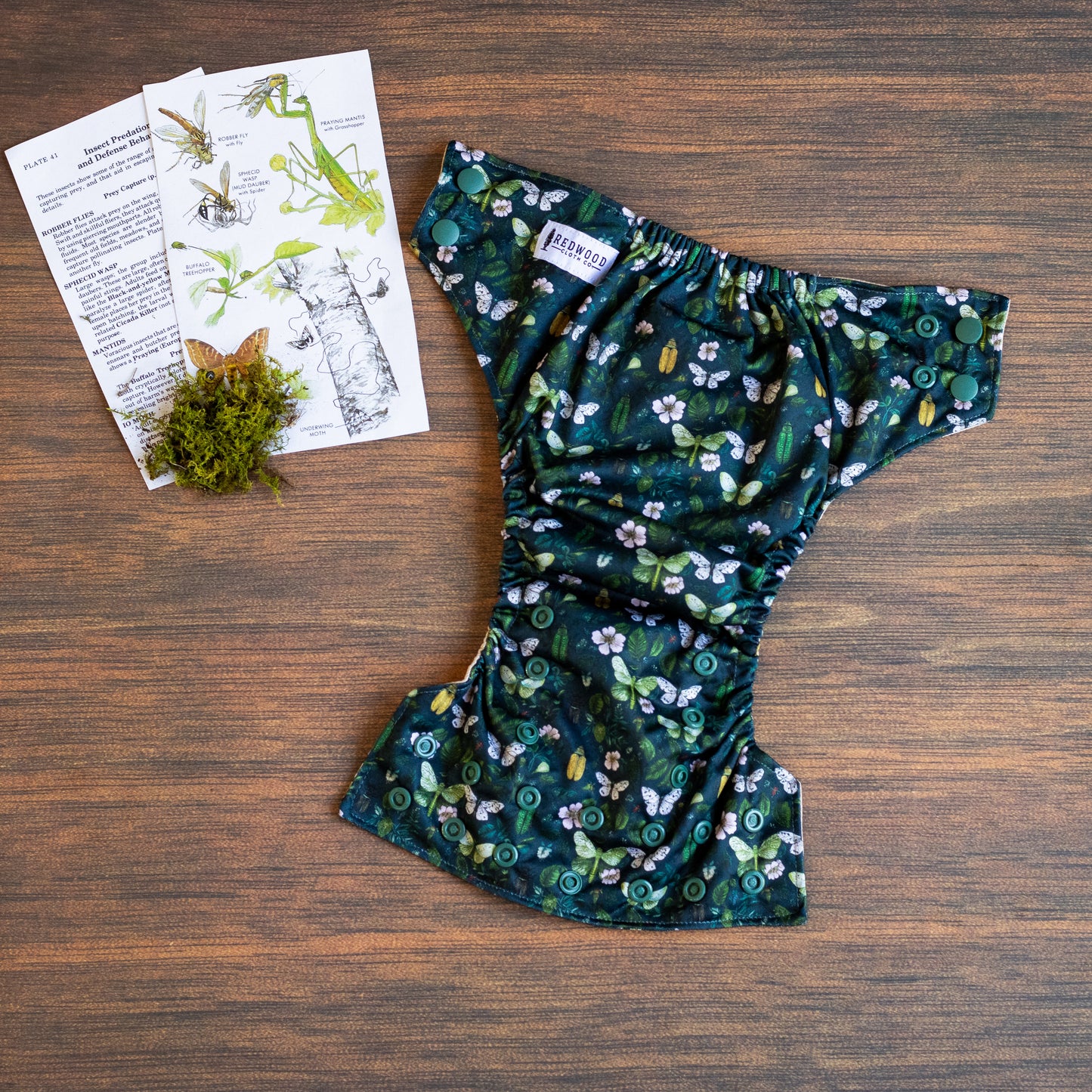 Entomology Collection Flutter and Forage NBAIO