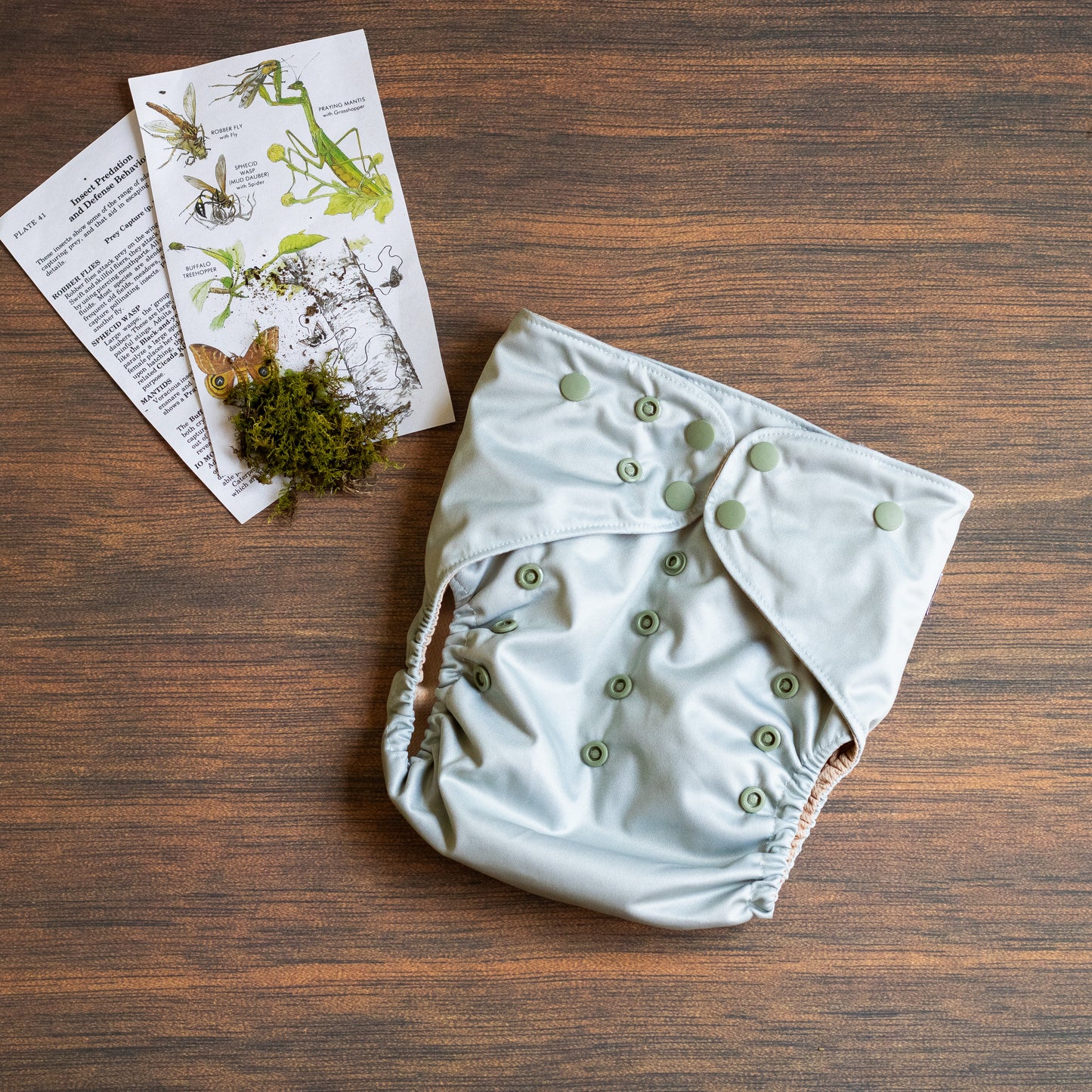Entomology Collection Walking Leaf XL