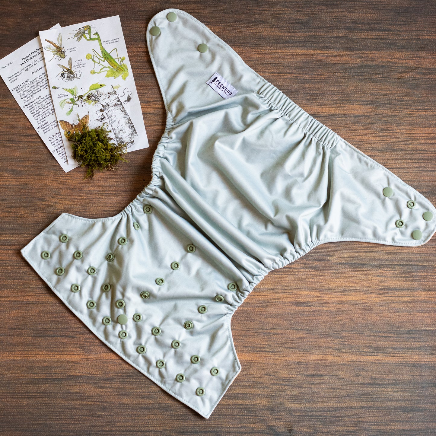 Entomology Collection Walking Leaf XL