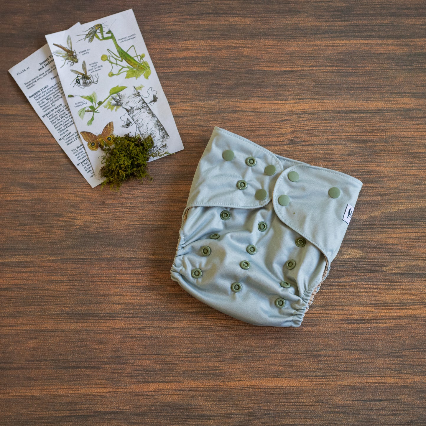 Entomology Collection Walking Leaf OS