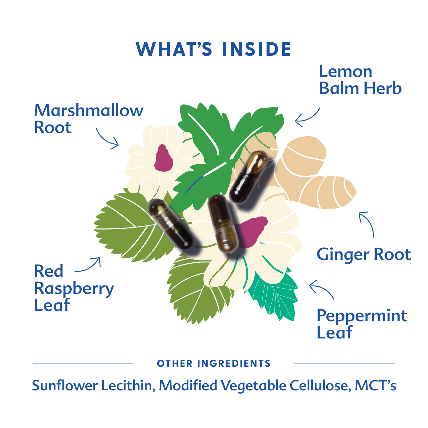 Morning Sickness Blend - Liquid Capsules